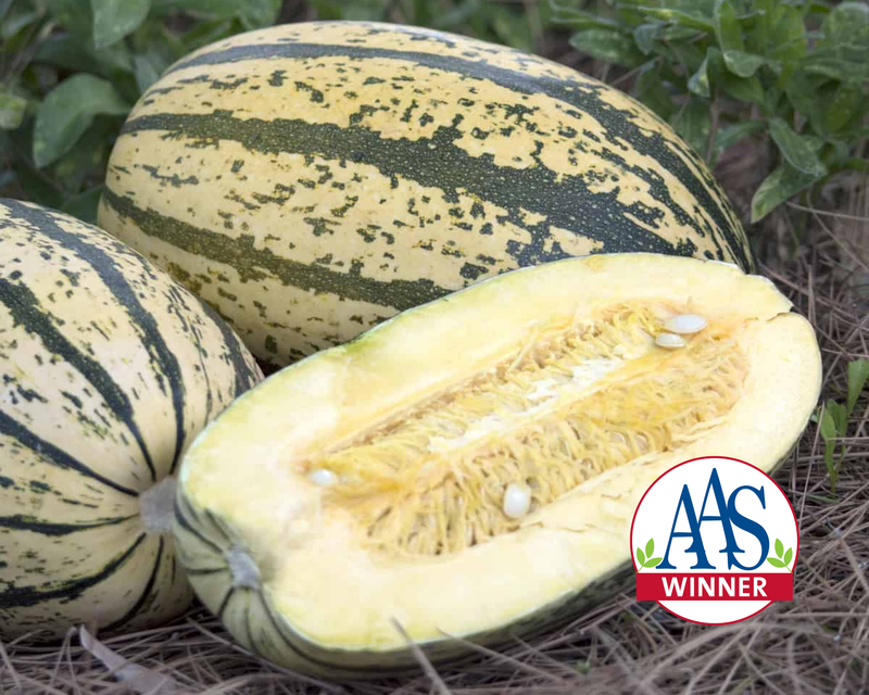 Sugaretti Hybrid Winter Squash Seeds