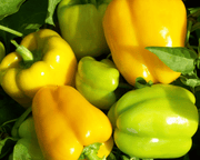 Flavorburst Hybrid Bell Pepper Seeds