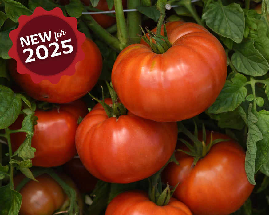 Bulk: Wonderstar Red Hybrid Tomato Seeds