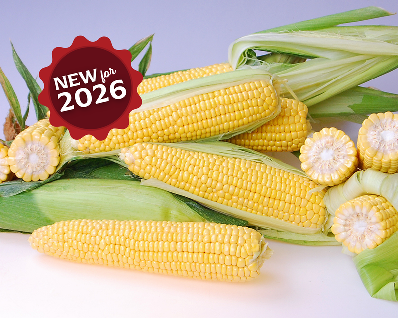 Triple Threat (yellow sh2) Hybrid Sweet Corn Seeds