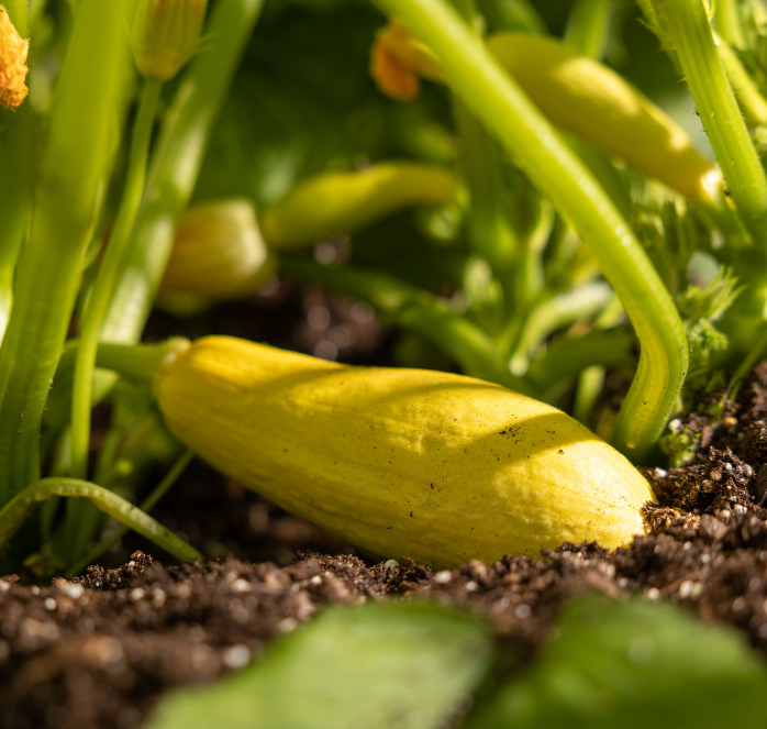 Bulk: Enterprise Hybrid Squash Seeds