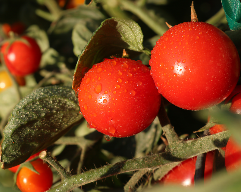 Unicorn Hybrid Tomato Seeds