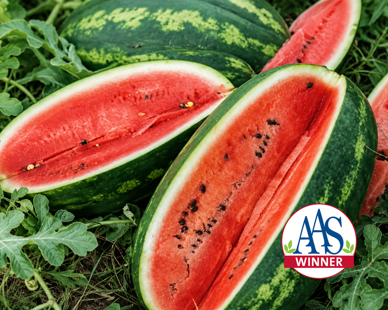 Congo Watermelon Seeds