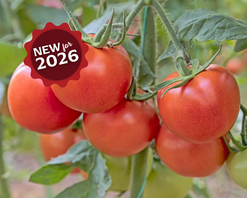Bulk: Independence Day Tomato Seeds