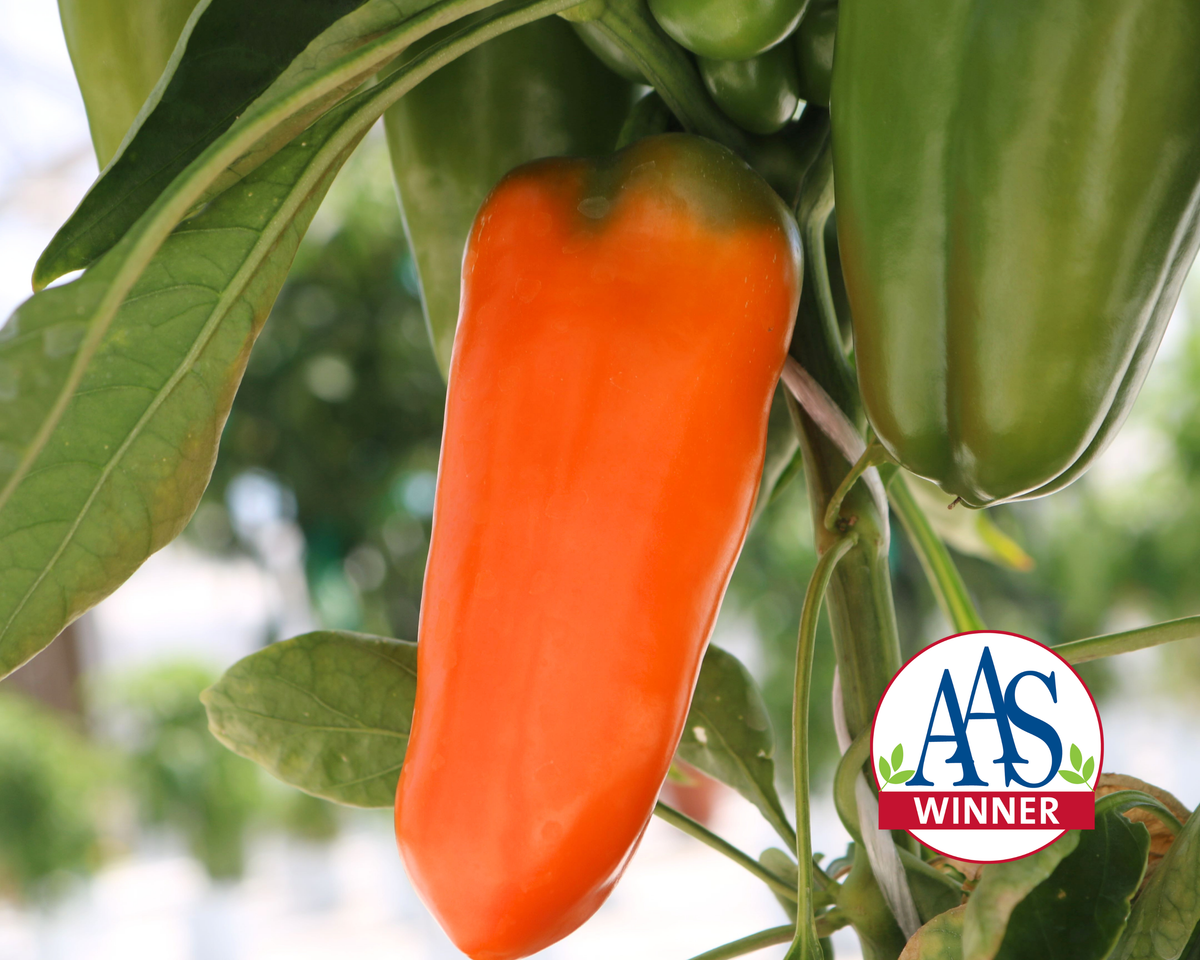 Orange Blaze Hybrid Pepper Seeds