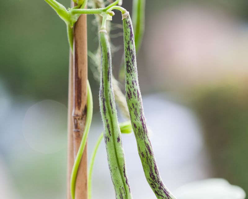 Rattlesnake Pole Bean Seeds