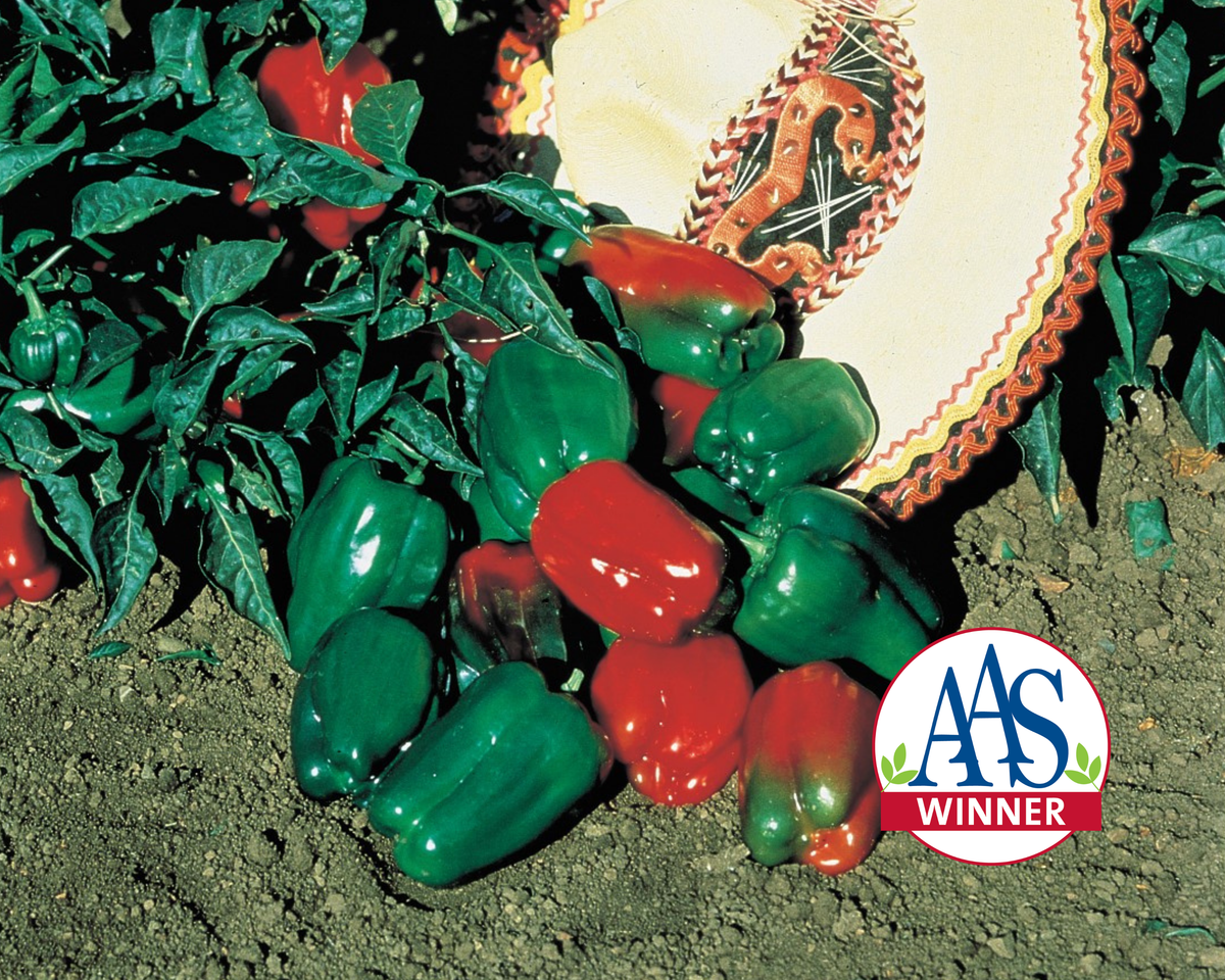 Mexibell Hybrid Pepper Seeds