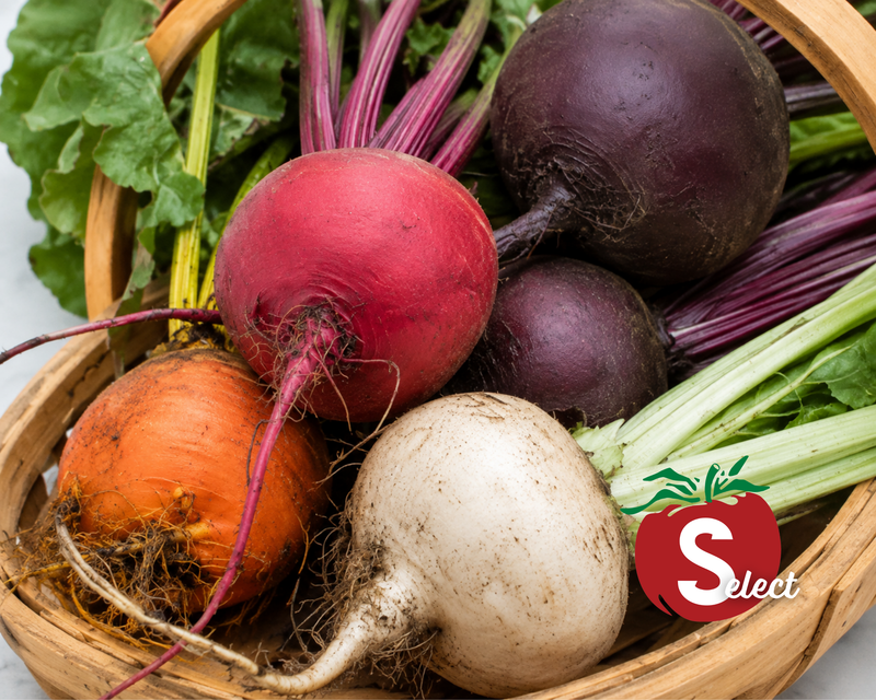 Rainbow Blend Showstopper Beet Seeds