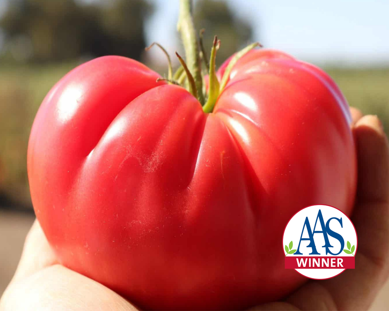 Pink Delicious Hybrid Beefsteak VFFTSt Tomato Seeds — Seeds 'n Such Pink Delicious Hybrid Beefsteak VFFTSt Tomato Seeds — Seeds 'n Such