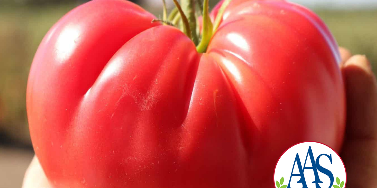 Pink Delicious Hybrid Beefsteak VFFTSt Tomato Seeds — Seeds 'n Such