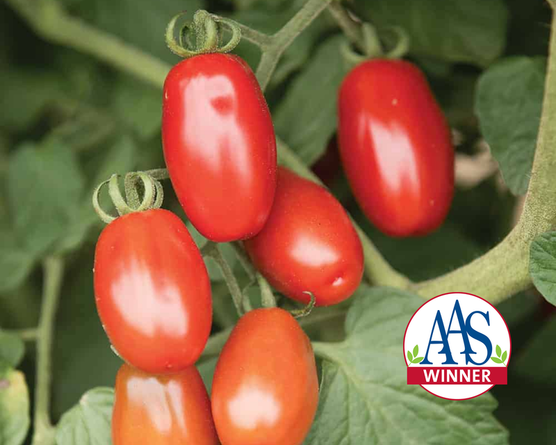 Bulk: Valentine Hybrid Tomato Seeds