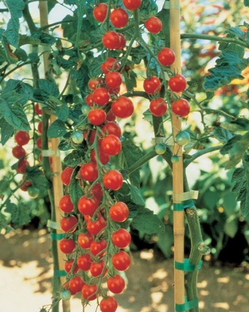 planting seeds from hybrid tomatoes Sweet Million Hybrid Tomato Seeds