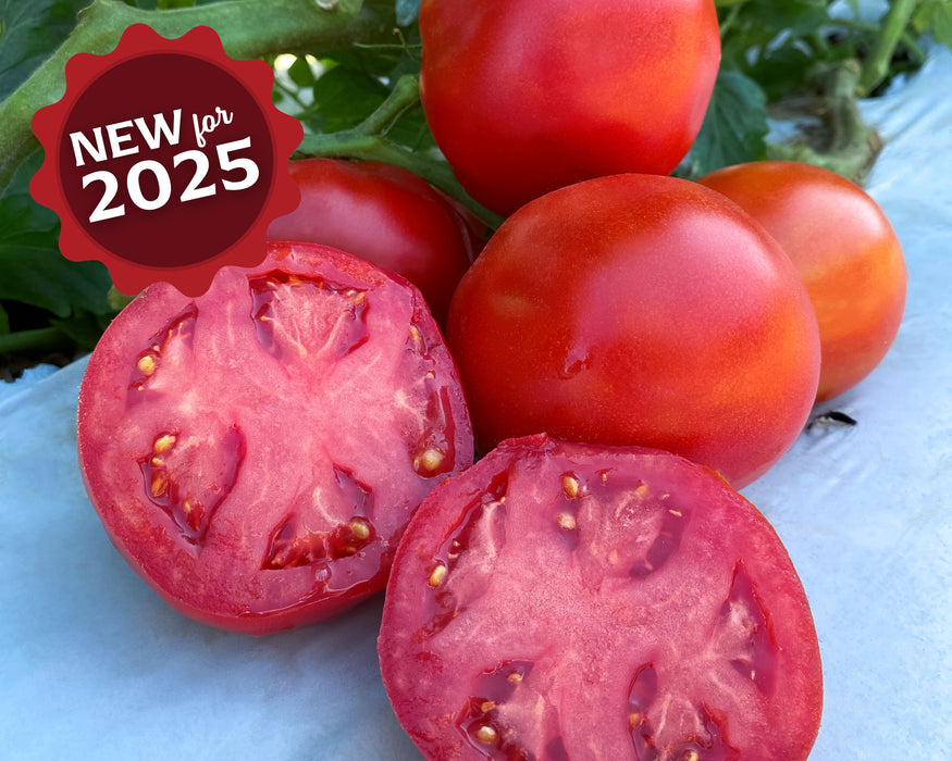 Rubee Dawn Hybrid Tomato Seeds