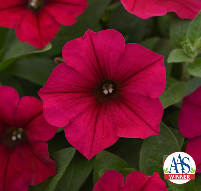 Bulk: Carmine Velour Wave® Spreading Petunia