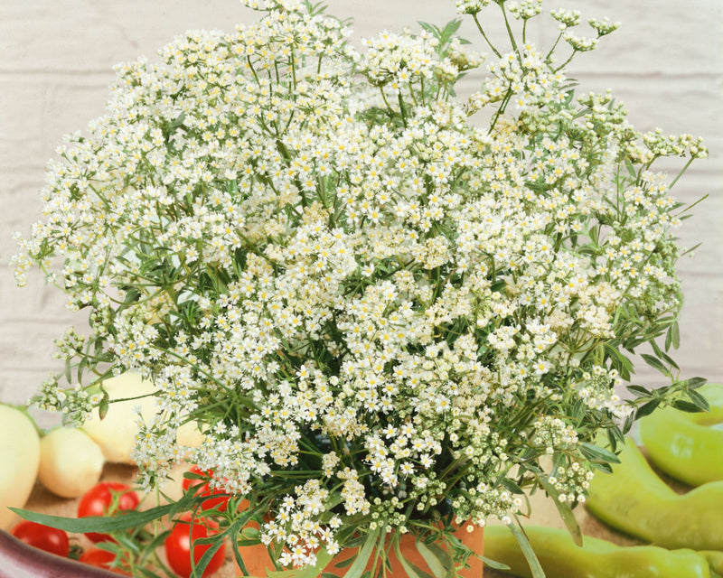 anise seed plant Anise Seeds — Seeds 'n Such
