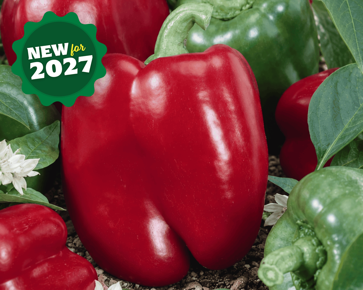 Big Red Bell Pepper Seeds