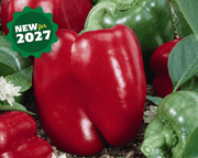 Big Red Bell Pepper Seeds