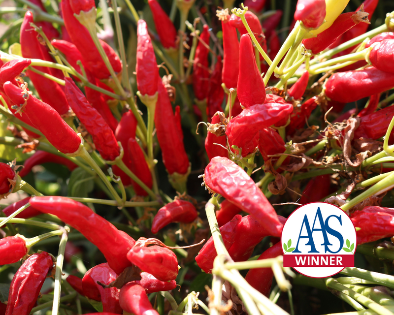 Super Chili Hybrid Hot Pepper Seeds