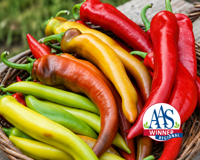 Mexican Sunset Hot Banana Hybrid Pepper Seeds