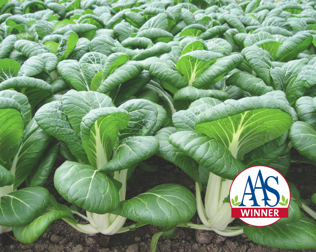 BoPak Pak Choi Hybrid Seeds