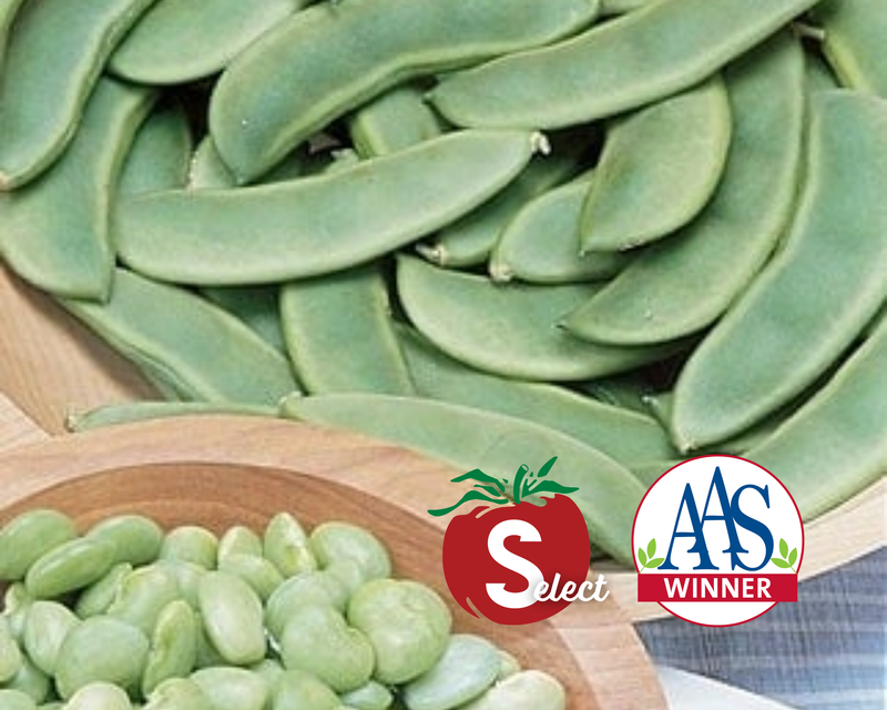 Fordhook 242 Bush Lima Bean Seeds