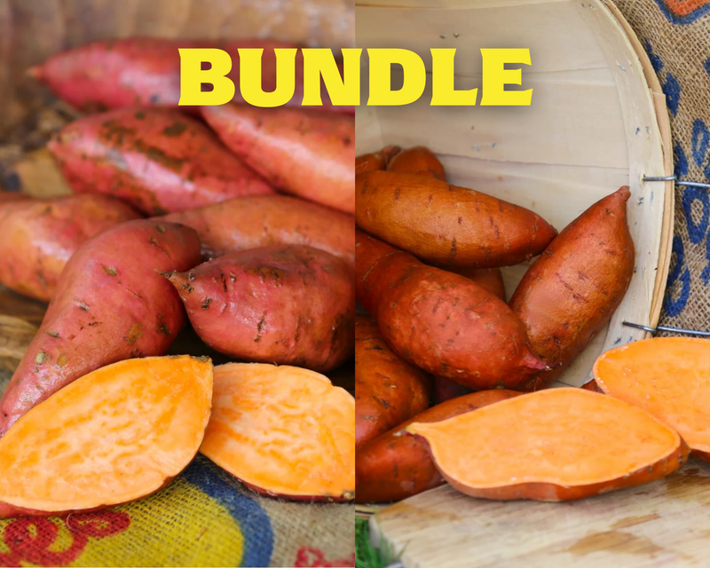 Best All-Around Collection Sweet Potato Plants