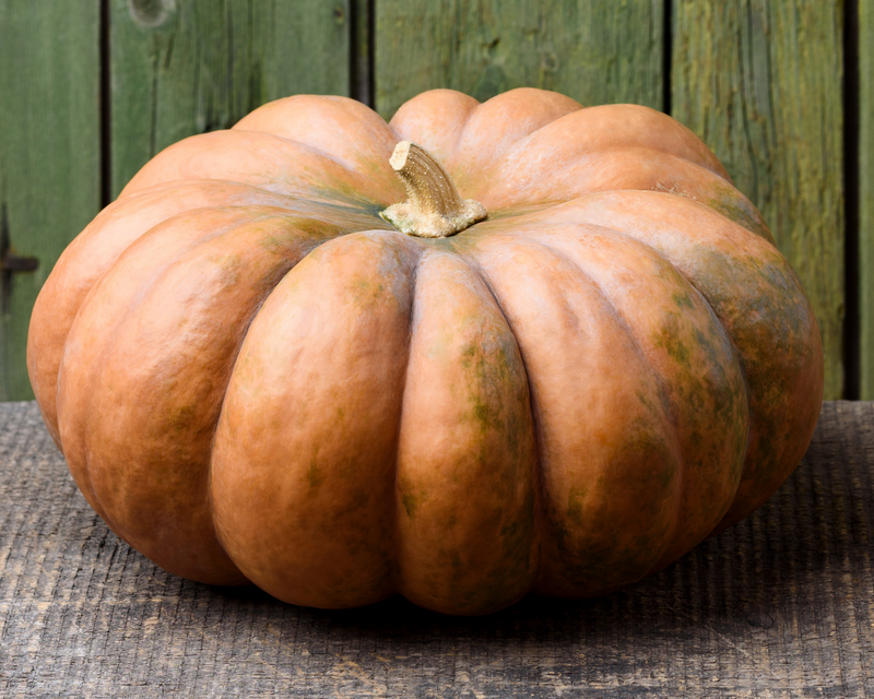 Musquee de Provence Pumpkin Seeds