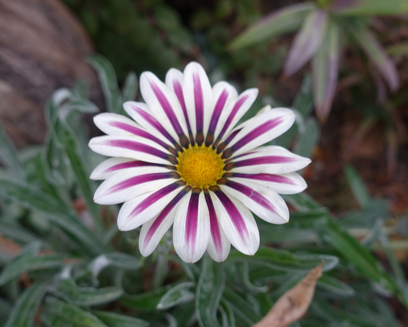 evergreen flower seeds Big Kiss White Flame Hybrid Gazania Seeds — Seeds 'n Such