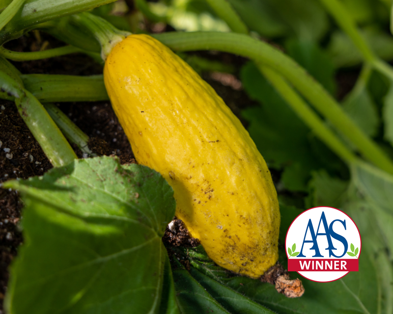 Early Prolific Straightneck Summer Squash Seeds