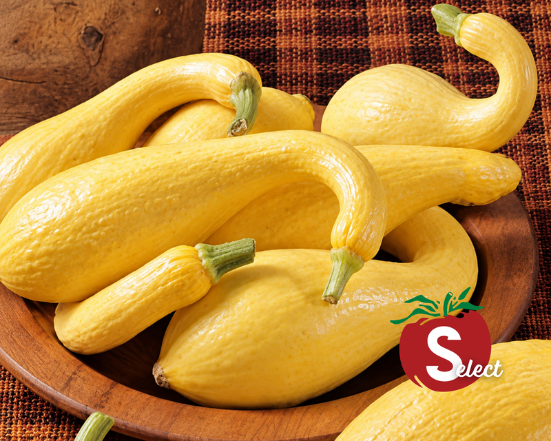 Early Golden Summer Crookneck Squash Seeds