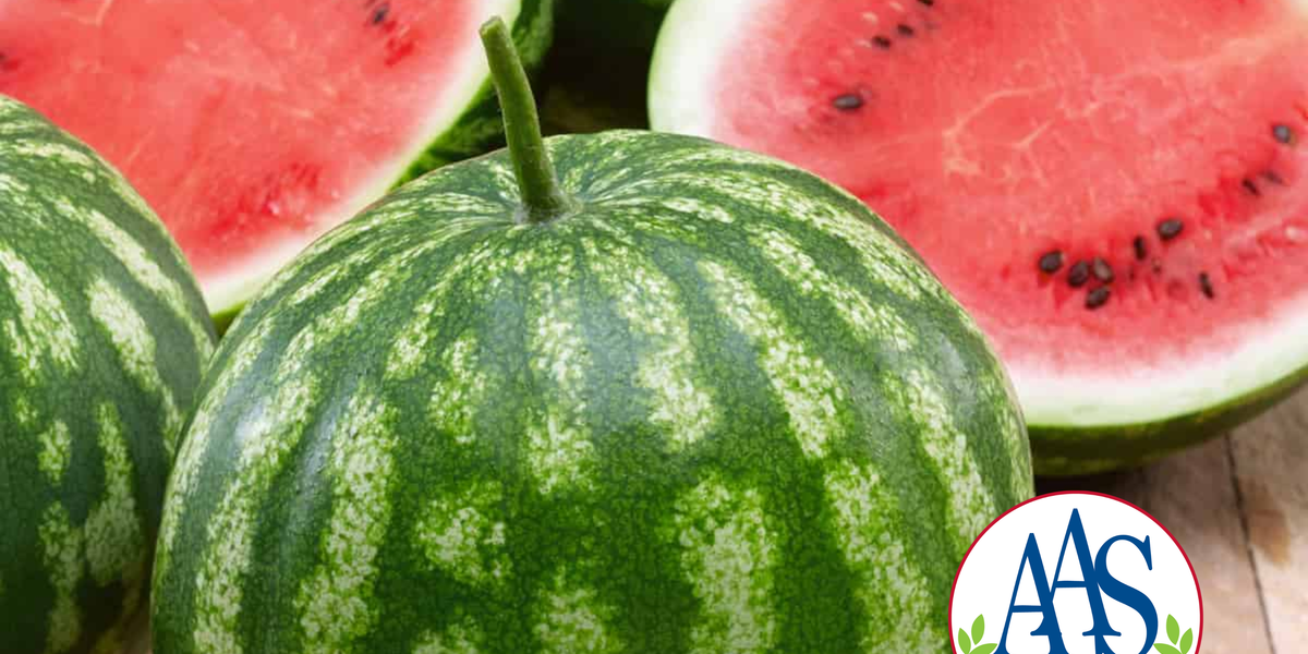 Cal Sweet Bush Watermelon Seeds — Seeds 'n Such