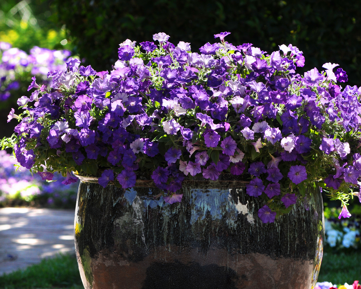 Shock Wave® Denim Spreading Petunia Seeds — Seeds 'n Such