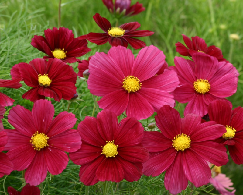 Rubinato Cosmos Seeds