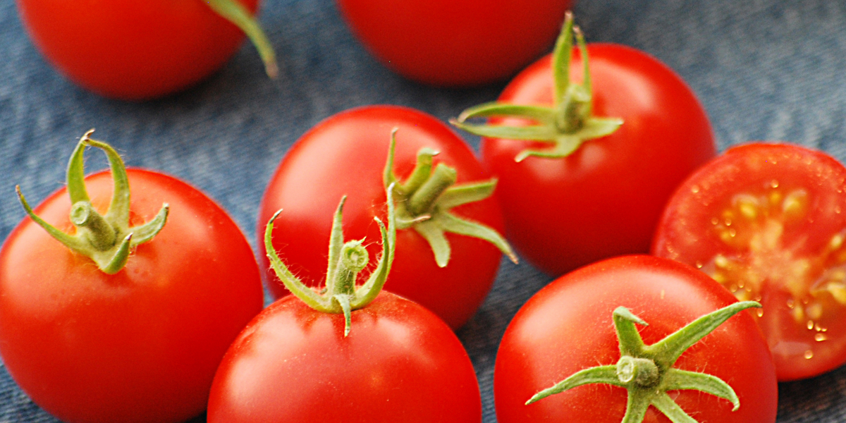 Tomatoです Bulk: 42-Day Tomato Seeds — Seeds 'n Such