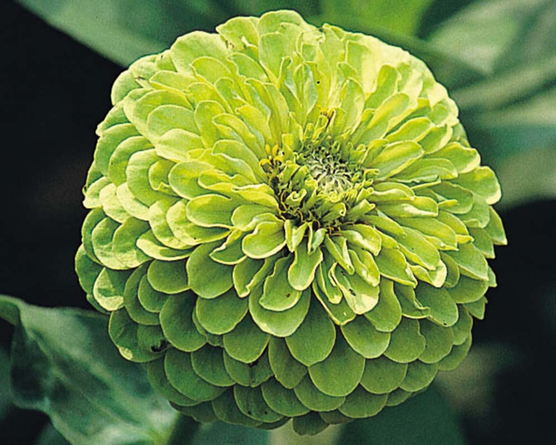 Envy Zinnia Seeds
