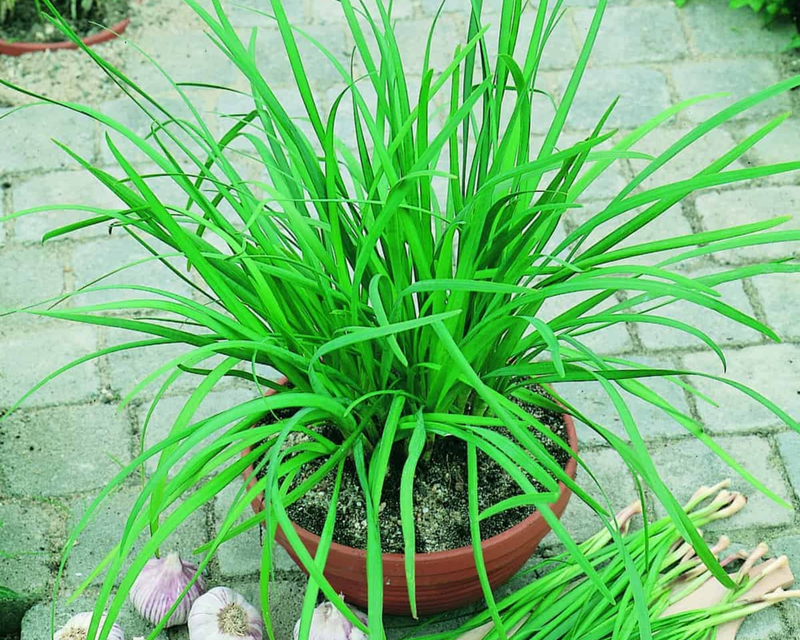 Geisha Garlic Chive Seeds