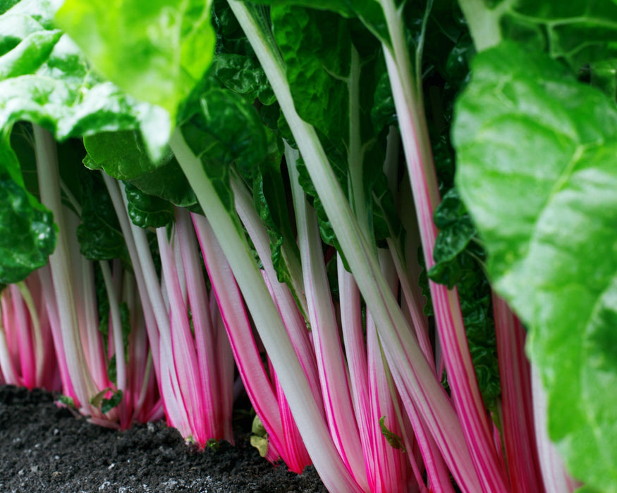 Peppermint Swiss Chard Seeds