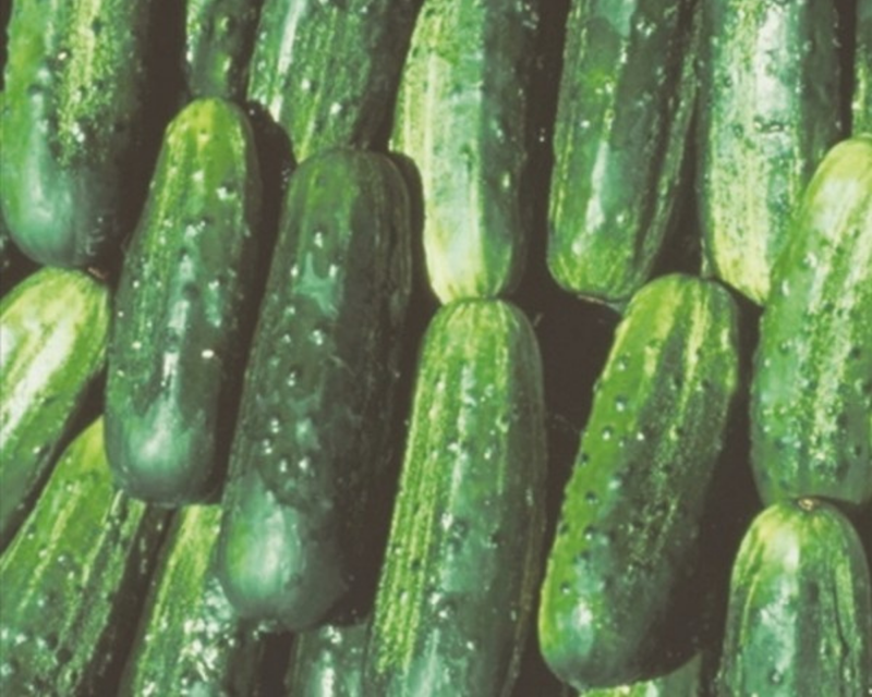Bulk: Fancipak Hybrid Cucumber Seeds