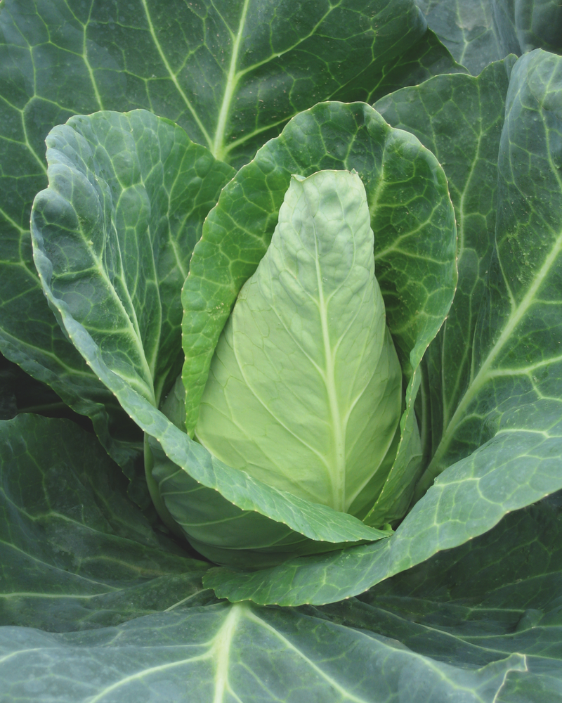Bulk: Caraflex Hybrid Cabbage Seeds