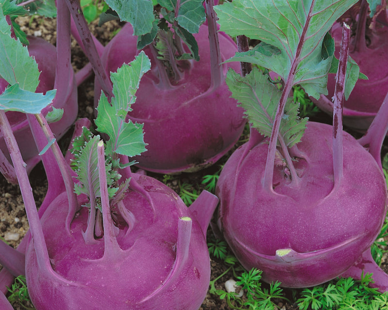 Purple Vienna Kohlrabi Seeds