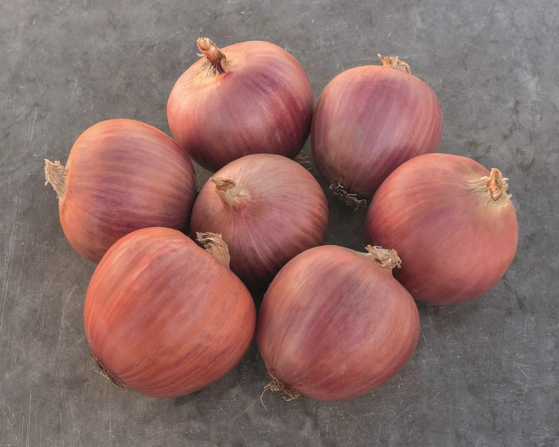 Bulk: Blush Hybrid Onion Seeds