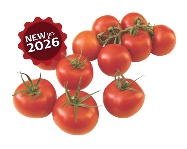 Sugar Cluster Hybrid VFFT Tomato Seeds — Seeds 'n Such