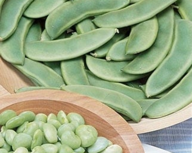 Fordhook 242 Bush Lima Bean Seeds
