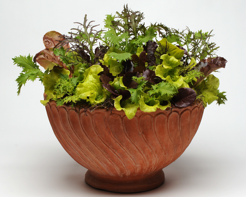 Bulk: SimplySalad® Global Gourmet Mix Seeds