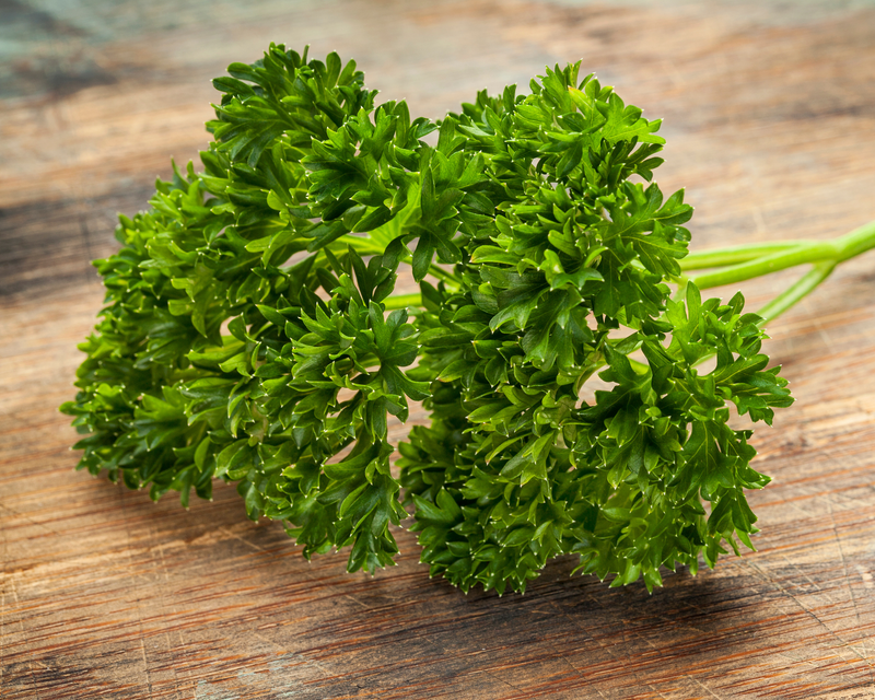 Moss Curled Parsley Seeds