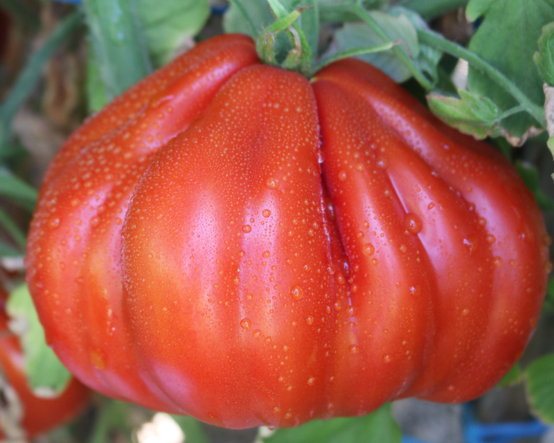Bulk: Palpatation Hybrid Tomato Seeds
