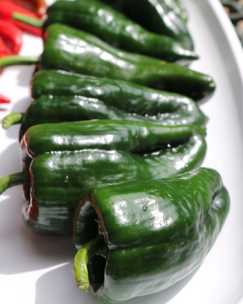 Bulk: Carranza Hybrid Pepper Seeds