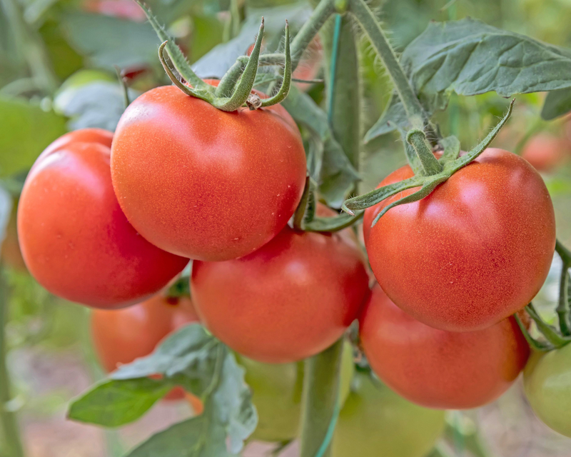 Bulk: Independence Day Tomato Seeds