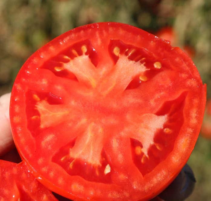 Biltmore Hybrid Tomato Seeds