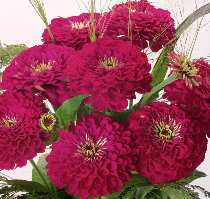 Bulk: Benary's Giant Wine Zinnia Seeds